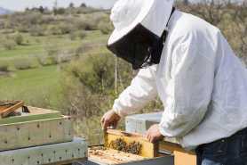Kiedy pszczelarz staje się rolnikiem?