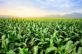 Kukurydza DKC 3595: charakterystyka i zastosowanie w rolnictwie współczesnym