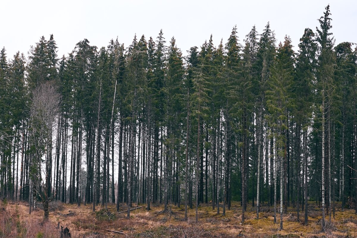 Zgłoszenie lasu zasadzonego na gruncie ornym