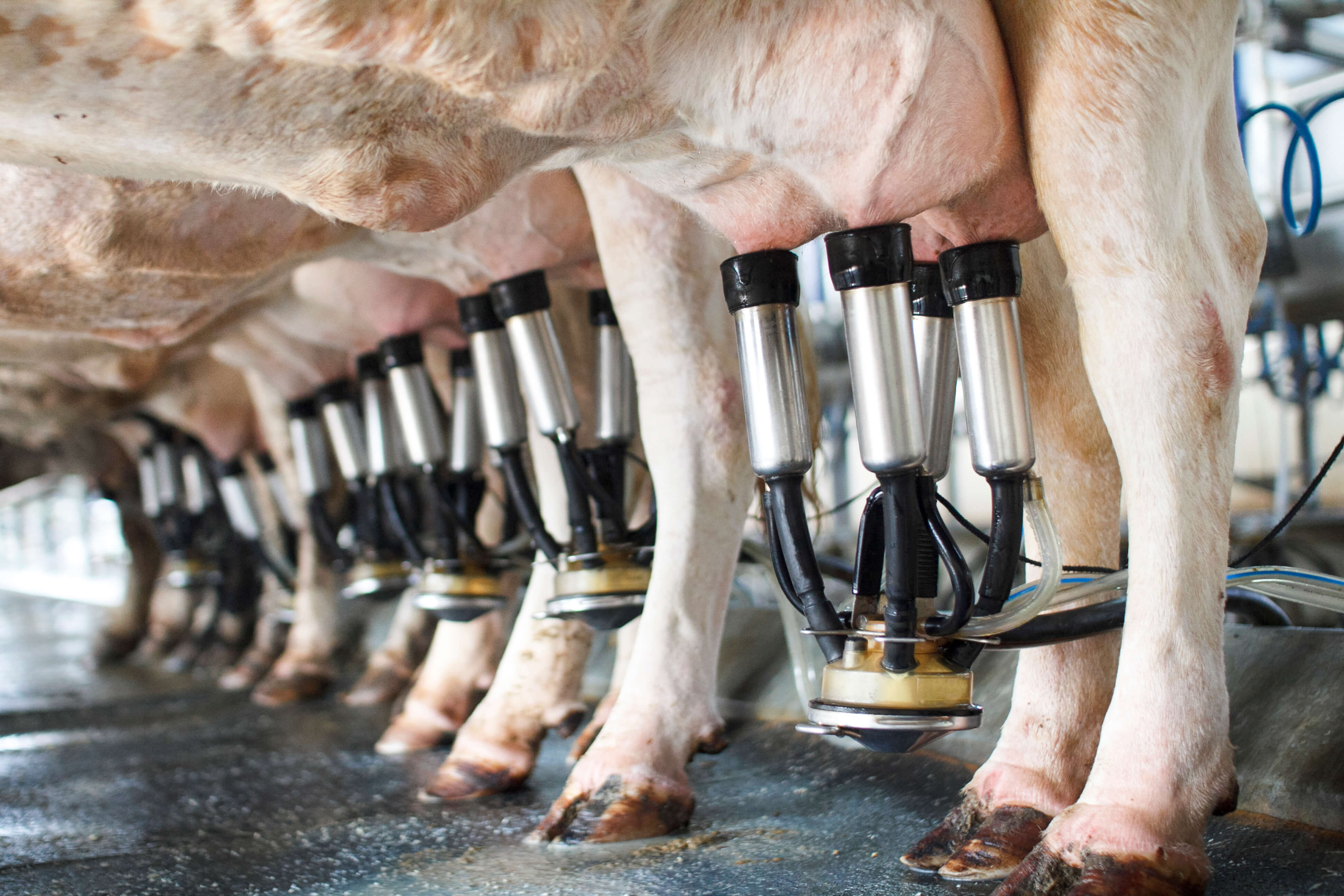 Sposoby na zautomatyzywanie doju krów mlecznych