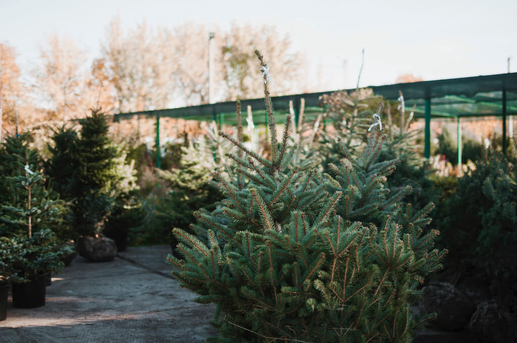 Czy urząd kupujący rośliny potrzebuje paszportów?
