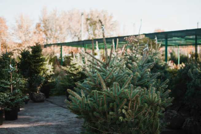 Czy urząd kupujący rośliny potrzebuje paszportów?