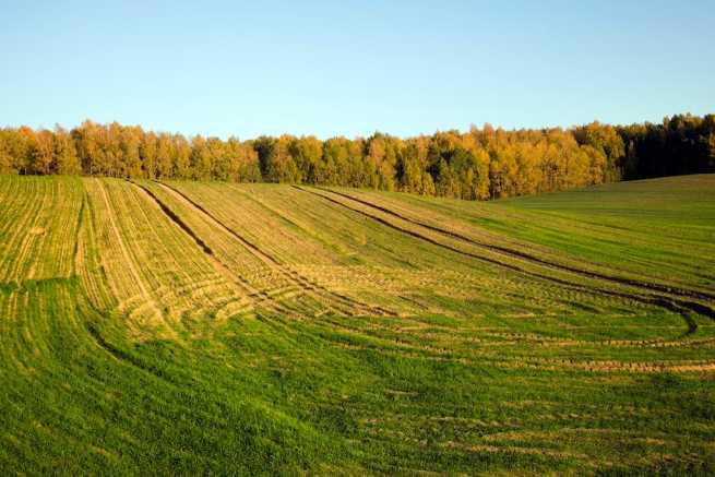 Czy rolnik sprzedający rośliny przez internet musi mieć wpis do BDO?