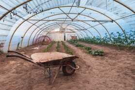 Uprawa warzyw w tunelach a status rolnika ryczałtowego