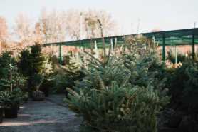 Czy urząd kupujący rośliny potrzebuje paszportów?